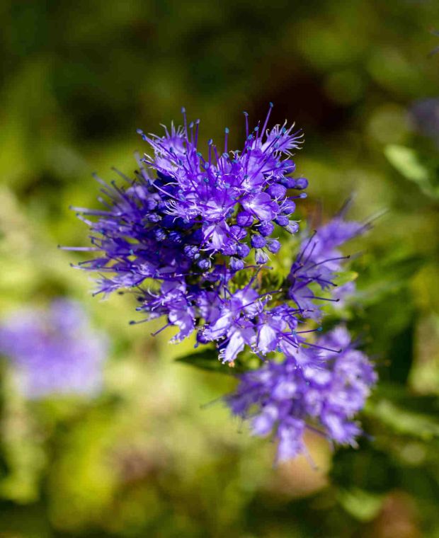 caryopteris_dark_knight_shutterstock_2204574405