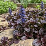 Ajuga reptans 'Mini Mahogany' 1