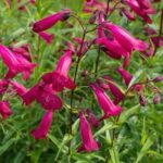 Penstemon hartwegii Pensham™ ‘Amelia Jayne’ 3