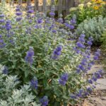 Caryopteris × clandonensis 'Camara Dark Blue' 4