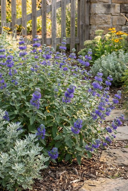 p.003762_123_caryopteris_clandonensis_heavenly_blue_p19_h40_-_sfeer_1