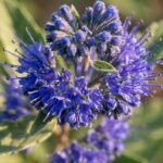 Caryopteris × clandonensis 'Camara Dark Blue' 3