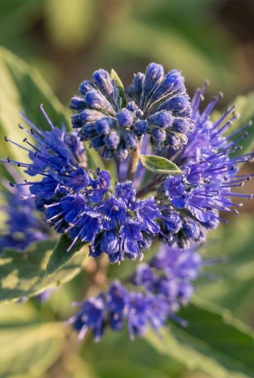 p.003763_123_caryopteris_clandonensis_dark_knight_p19_h40_-_closeup