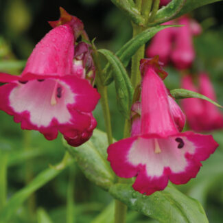 Penstemon hartwegii Pensham™ ‘Amelia Jayne’