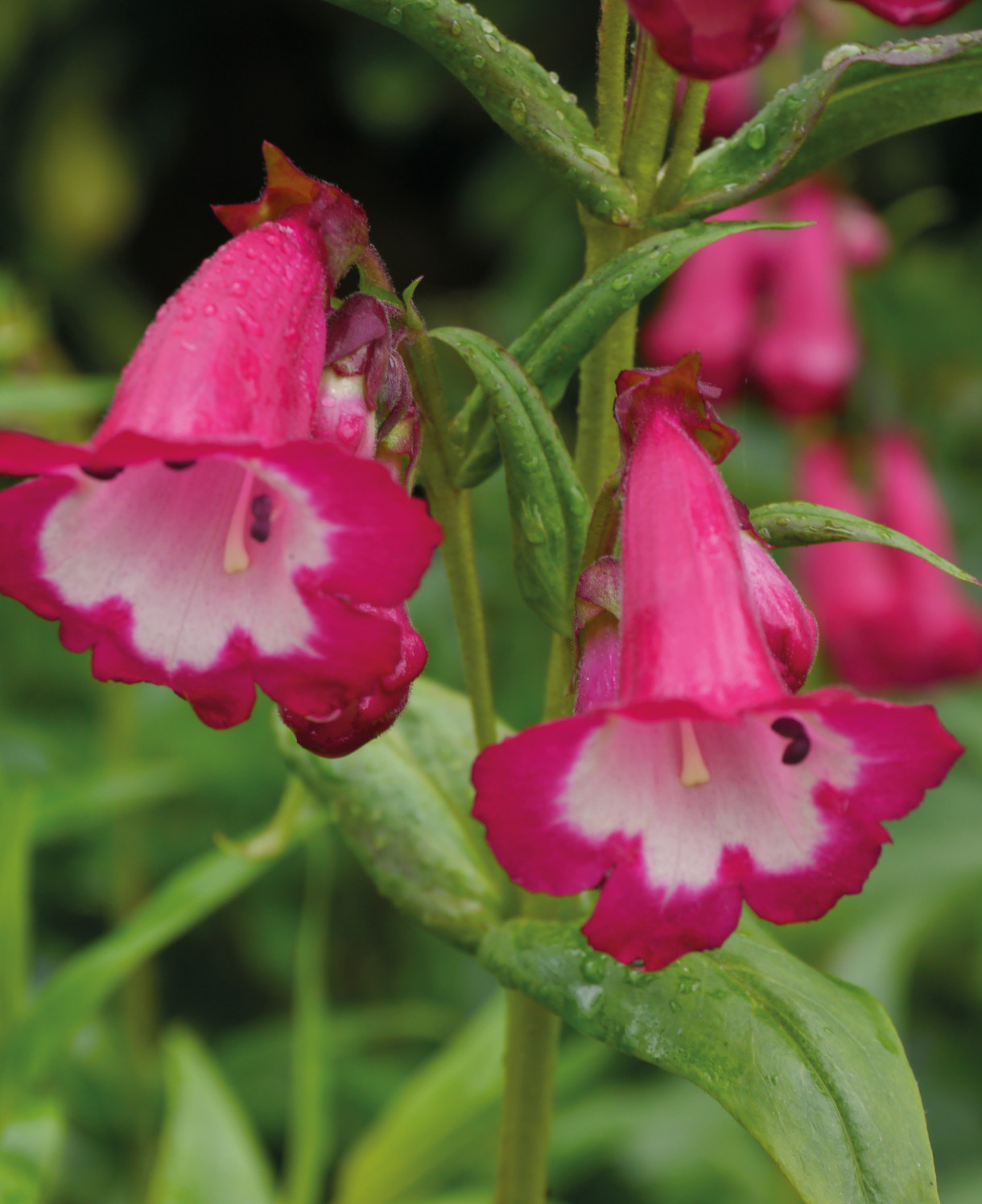 penstemon_amelia_jane_b_1