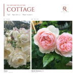 The Cottage Collection · 3 Gül · Beyaz ve Pudra 1