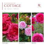 The Cottage Collection · 3 Gül · Pembe Tonlar 1