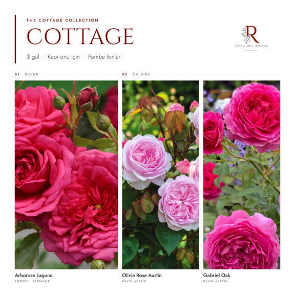 Gül Budama Zamanı - Budama Makası Nasıl Olmalı? 4 The Cottage Collection · 3 Gül · Pembe Tonlar