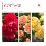 The Cottage Collection · 3 Gül · Sıcak Tonlar 1