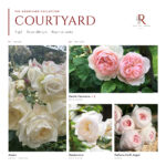 The Courtyard Collection · 5 Gül · Beyaz ve Pudra 1