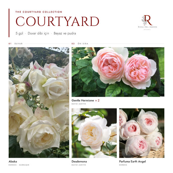 Gül Budama Zamanı - Budama Makası Nasıl Olmalı? 6 The Courtyard Collection · 5 Gül · Beyaz ve Pudra