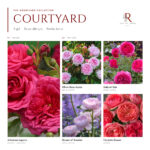 The Courtyard Collection · 5 Gül · Pembe Tonlar 1