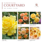 The Courtyard Collection · 5 Gül · Sıcak Tonlar 1