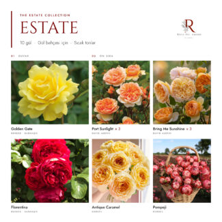 The Estate Collection · 10 Gül · Sıcak Tonlar