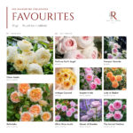 The Favourites Collection · 10 Gül 1