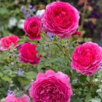 The Cottage Collection · 3 Gül · Pembe Tonlar 4