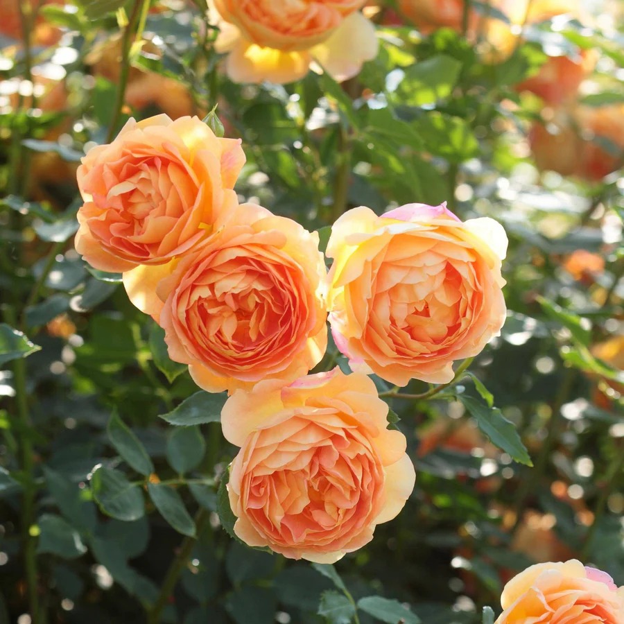 08-lady-of-shalott